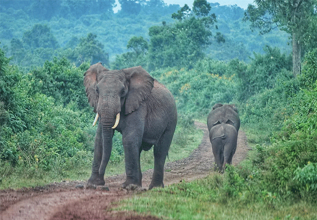 aberdare-national-park-safari-2-days-1-night-tour-elephants Aberdare National Park Safari 2 Days 1 Night Tour