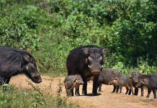 aberdare-national-park-safari-2-days-1-night-tour-giant-forest-hog Aberdare National Park Safari 2 Days 1 Night Tour