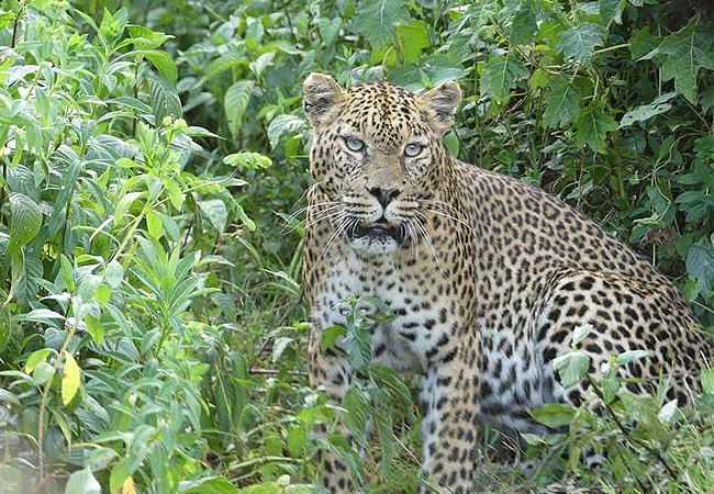 aberdare-national-park-safari-2-days-1-night-tour-leopard Aberdare National Park Safari 2 Days 1 Night Tour