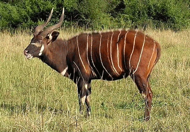 aberdare-national-park-safari-2-days-1-night-tour-mountain-bongo Aberdare National Park Safari 2 Days 1 Night Tour