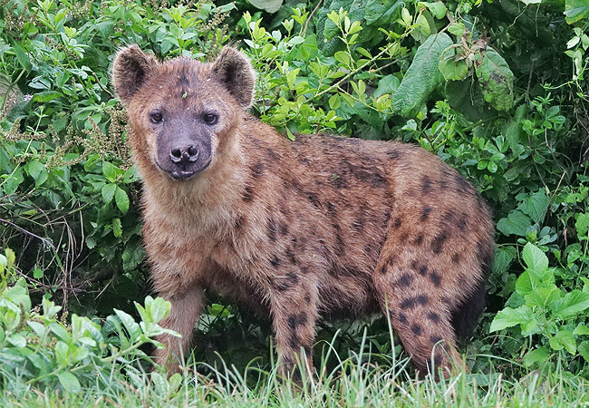 aberdare-national-park-safari-2-days-1-night-tour-spotted-hyenas Aberdare National Park Safari 2 Days 1 Night Tour