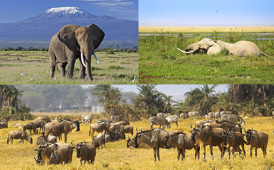 Amboseli Day Trip Safari
