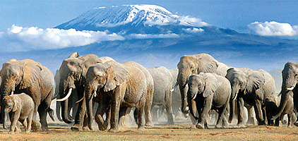 Amboseli National Park 1 Day Trip Safari