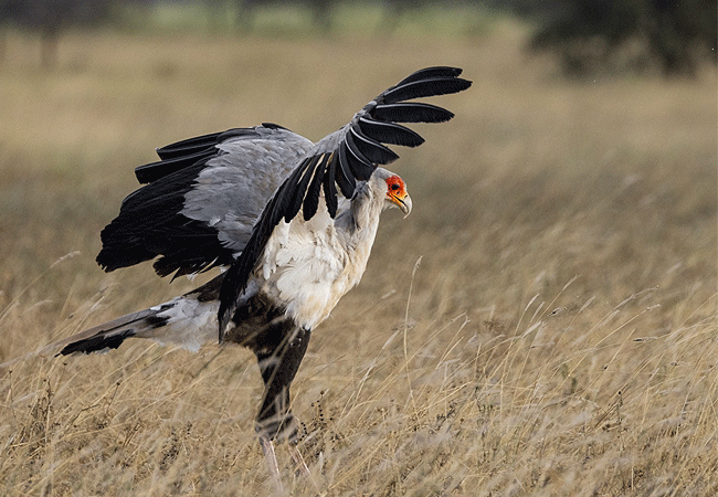 Amboseli Day Trip Safari