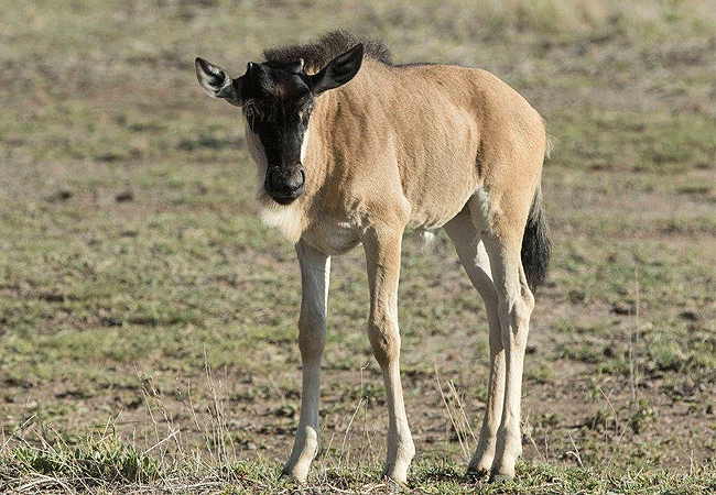 Amboseli Day Trip Safari