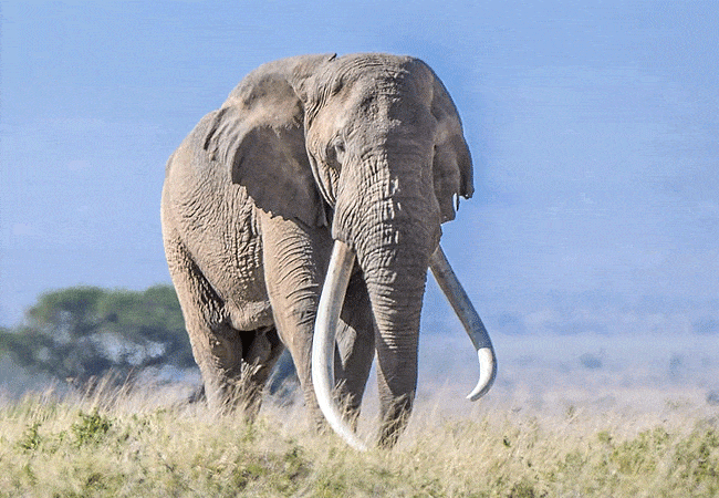 Amboseli Day Trip Safari