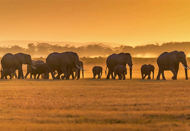 Amboseli Day Trip Safari