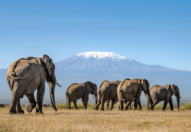 Amboseli Day Trip Safari