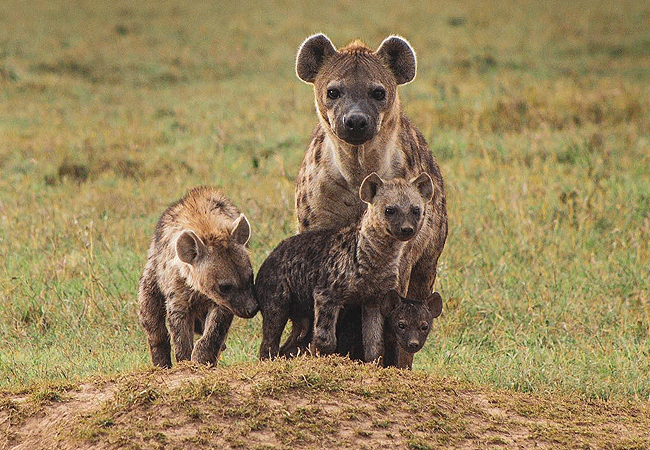 Amboseli Day Trip Safari