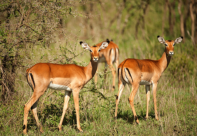 Amboseli Day Trip Safari