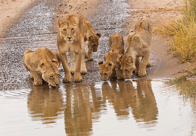 Amboseli Day Trip Safari