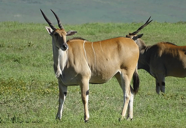 Amboseli Day Trip Safari