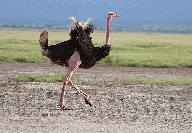 Amboseli Day Trip Safari