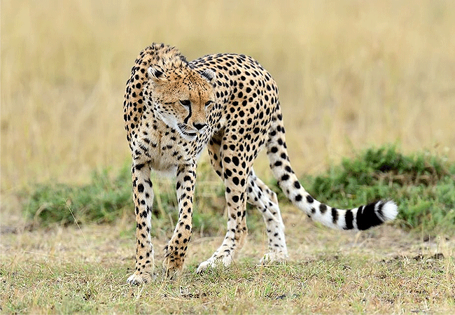 Amboseli Day Trip Safari