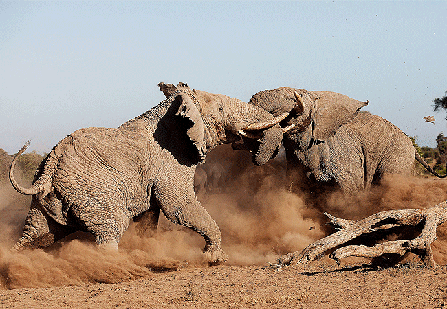 Amboseli Day Trip Safari