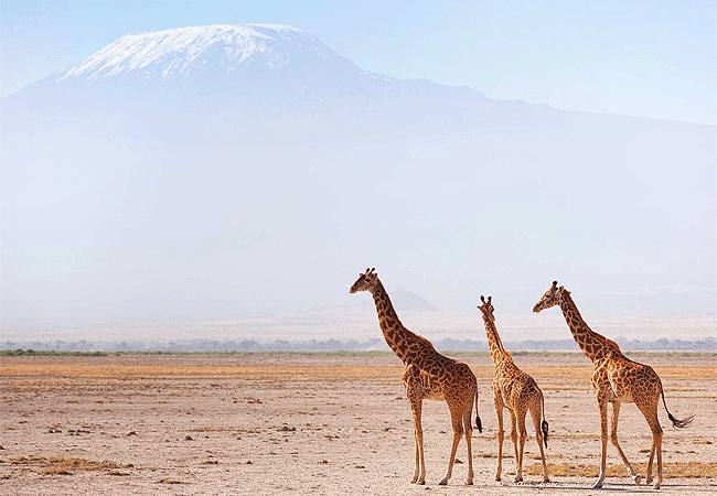 Amboseli Day Trip Safari