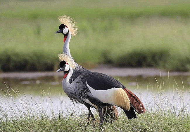 Amboseli Day Trip Safari