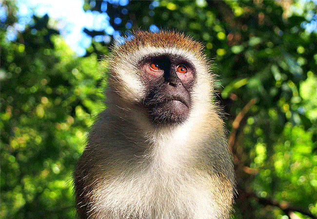 Amboseli Day Trip Safari