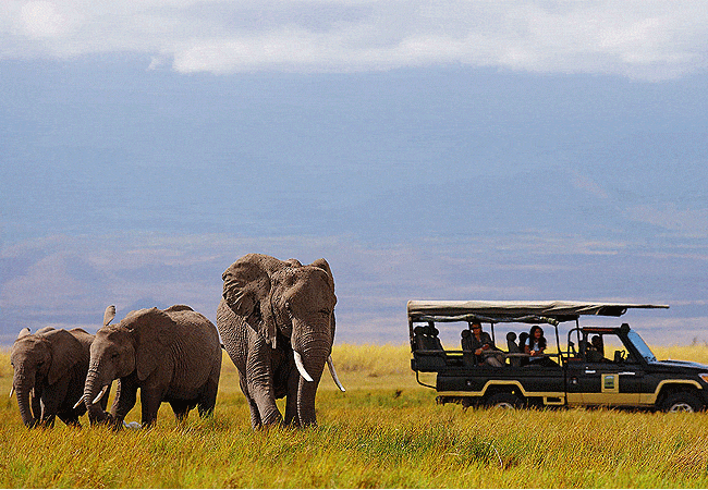 Amboseli Day Trip Safari