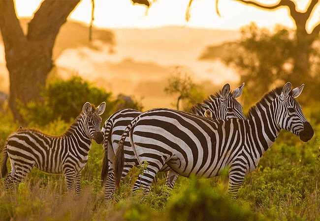 Amboseli Day Trip Safari