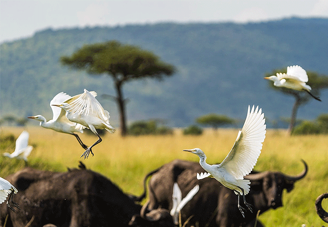 Angama Mara Lodge