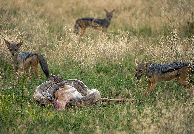 Angama Mara Lodge