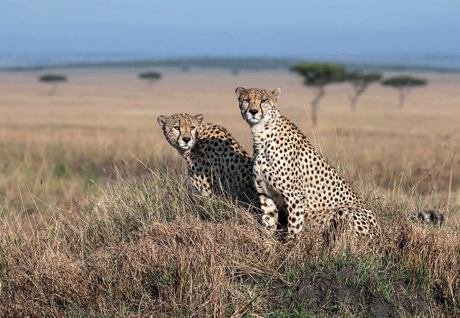 Angama Mara Lodge