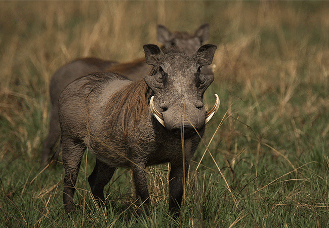 Angama Mara Lodge