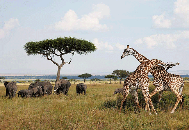 Angama Mara Lodge