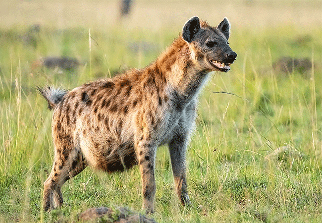 Angama Mara Lodge
