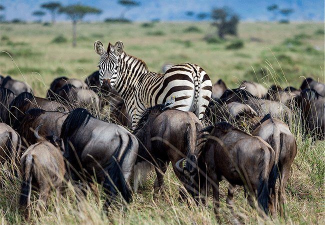 Angama Mara Lodge