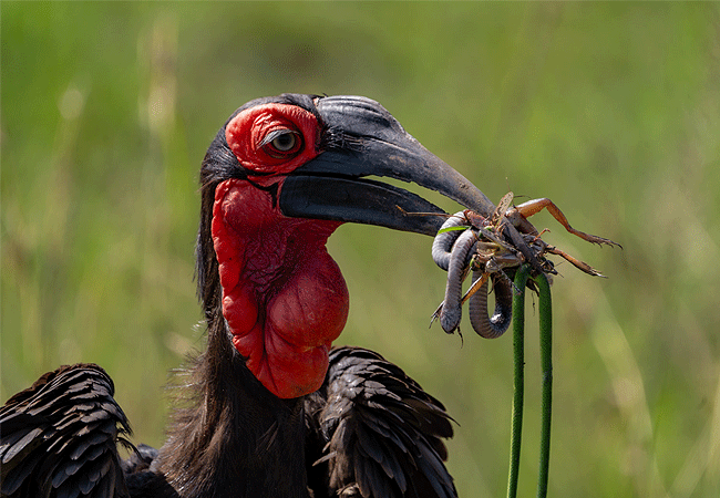 Angama Mara Lodge