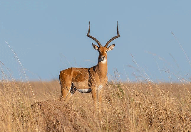 Angama Mara Lodge