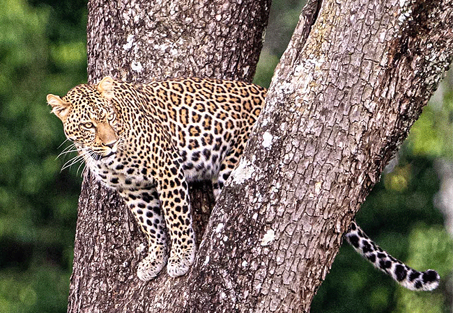 Angama Mara Lodge