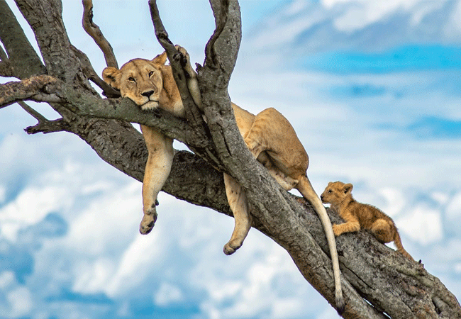 Angama Mara Lodge