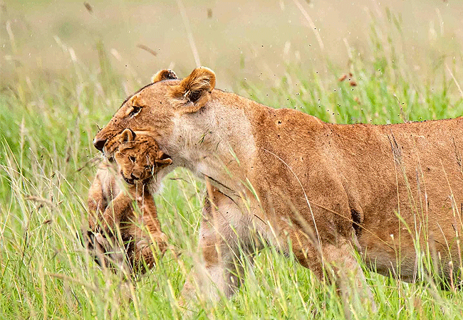 Angama Mara Lodge