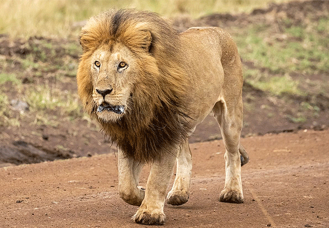 Angama Mara Lodge