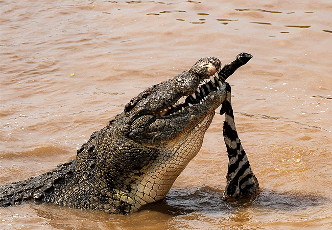 Angama Mara Lodge