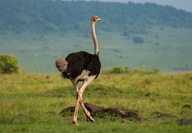 Angama Mara Lodge