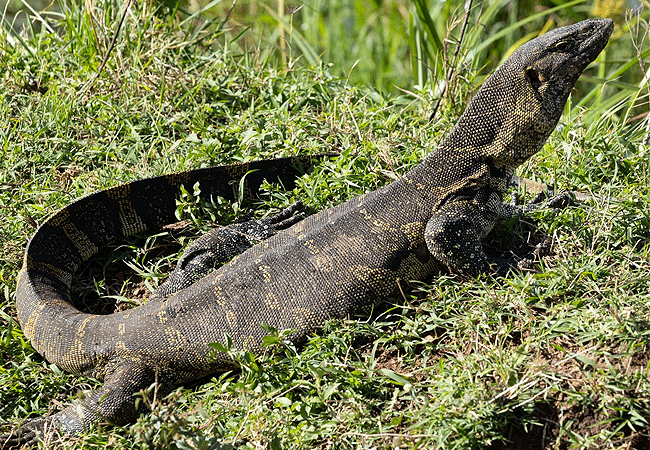 Angama Mara Lodge