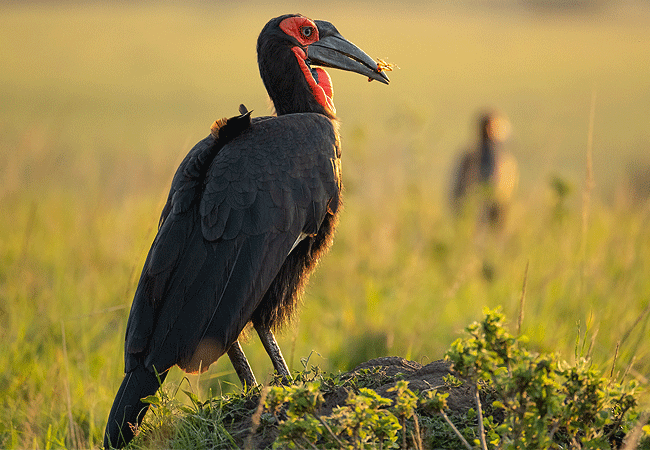 Angama Mara Lodge