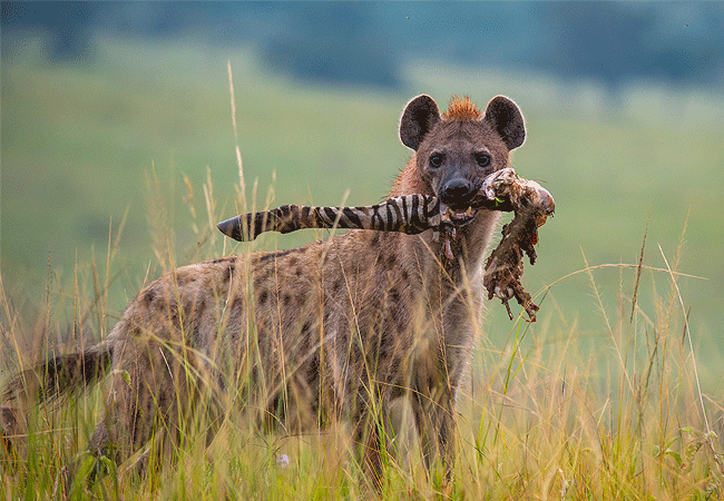 Angama Mara Lodge