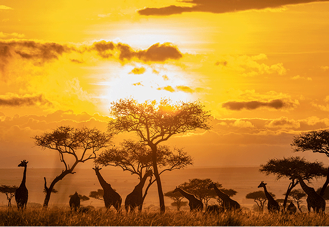 Angama Mara Lodge