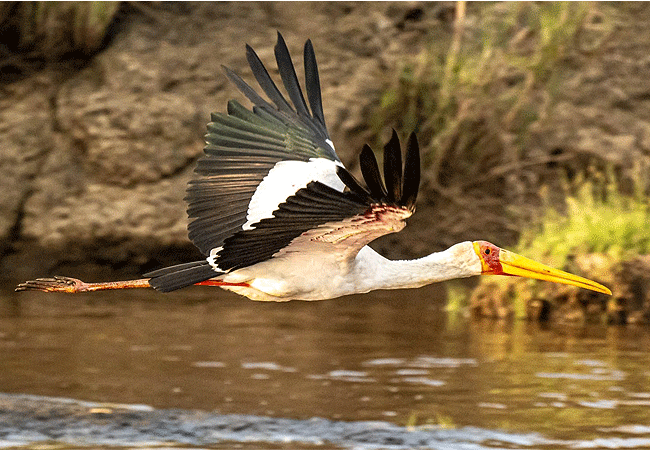 Angama Mara Lodge