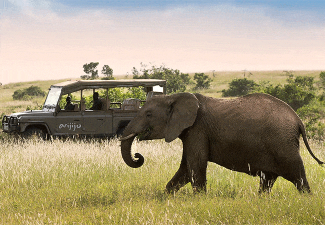 arijiju-retreat-holiday-home-laikipia-wildilife-elephants Arijiju Retreat Holiday Home Laikipia