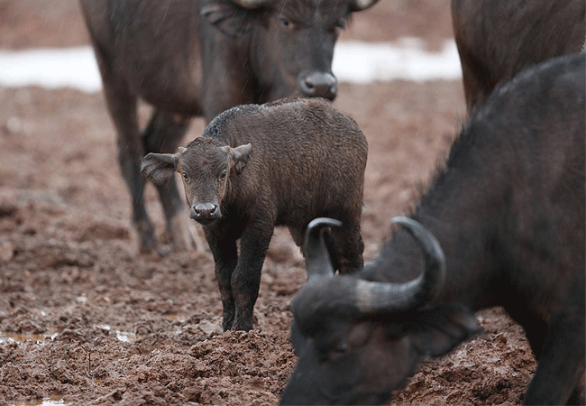 the-ark-lodge-aberdare-national-park-african-buffalo The Ark Lodge Aberdare National Park