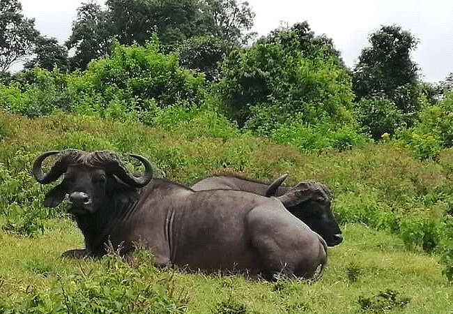 the-ark-lodge-aberdare-national-park-buffalo The Ark Lodge Aberdare National Park