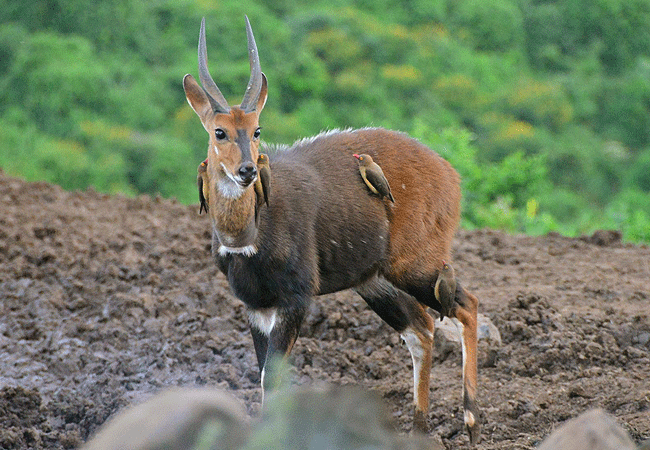 the-ark-lodge-aberdare-national-park-cape-bush-buck The Ark Lodge Aberdare National Park