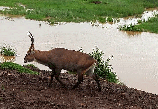 the-ark-lodge-aberdare-national-park-defassa-waterbuck The Ark Lodge Aberdare National Park