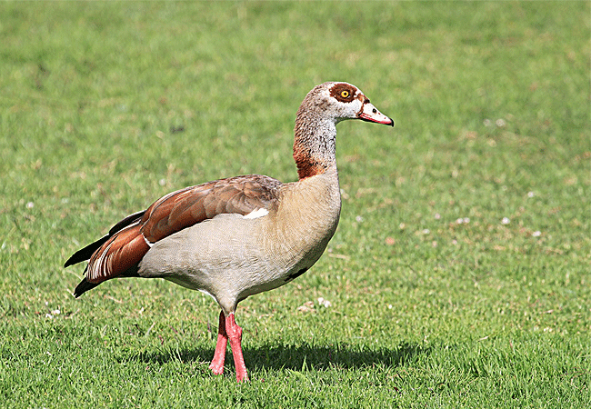 the-ark-lodge-aberdare-national-park-egyptian-goose The Ark Lodge Aberdare National Park